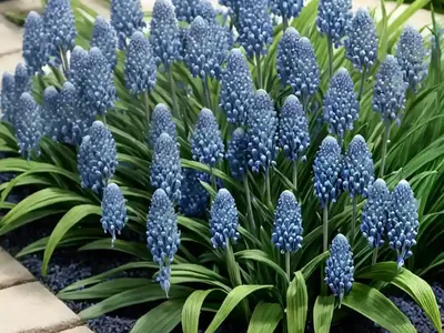 Lily Turf (Liriope Muscari ‘Big Blue’)