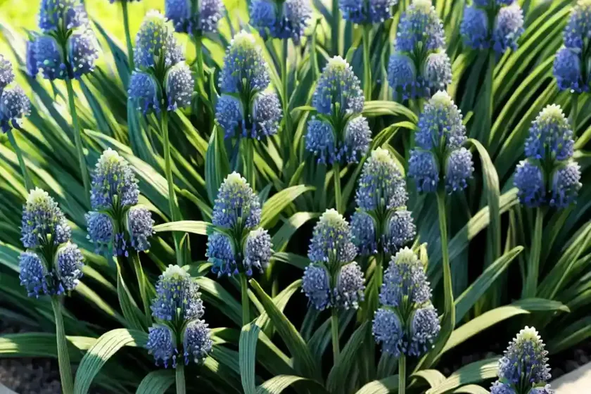 Lily turf (liriope muscari ‘majestic’) — photo 2