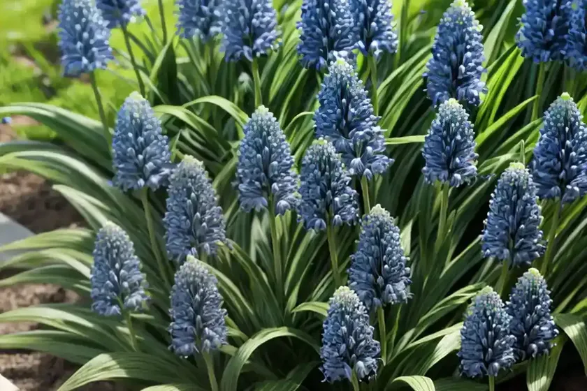 Lily turf (liriope muscari ‘majestic’) — photo 3