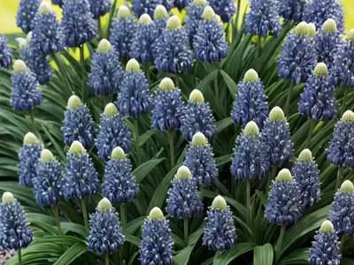 Lily Turf (Liriope Muscari ‘Majestic’)