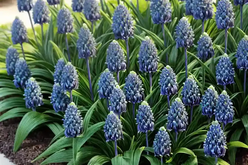 Lily turf (liriope muscari ‘okina’) — photo 2