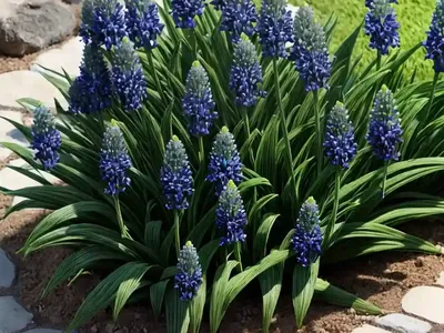 Lily Turf (Liriope Muscari ‘Okina’)