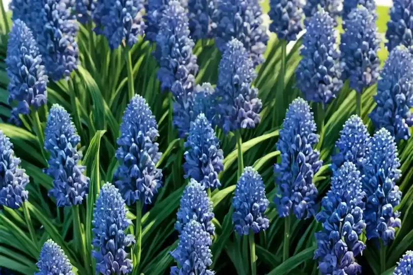 Lily turf (liriope muscari ‘tidwell’s big blue’) — photo 2