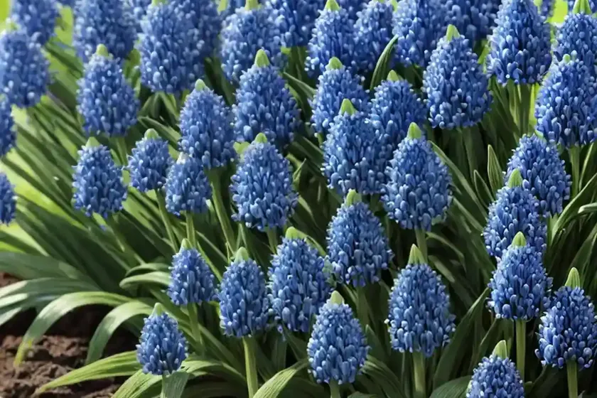 Lily turf (liriope muscari ‘tidwell’s big blue’) — photo 3