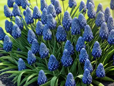 Lily Turf (Liriope Muscari ‘Tidwell’s Big Blue’)
