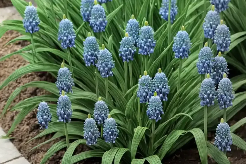 Lily turf (liriope muscari ‘variegata’) — photo 2
