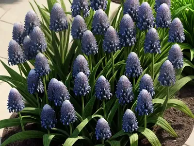 Lily Turf (Liriope Muscari ‘Variegata’)