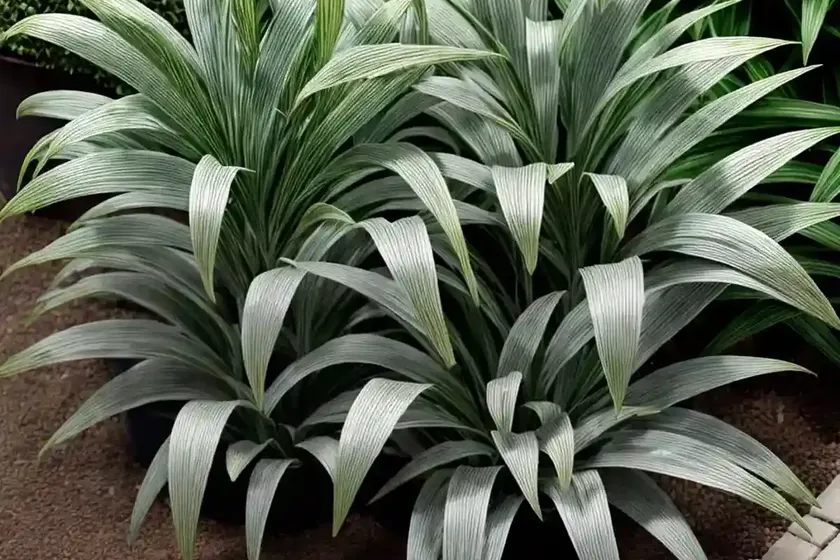 Lily turf (liriope spicata ‘gin-ryu’ silver dragon) — photo 3