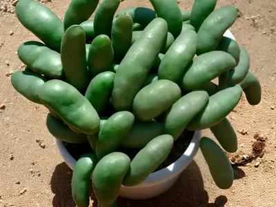 Lima Bean (Phaseolus Lunatus)
