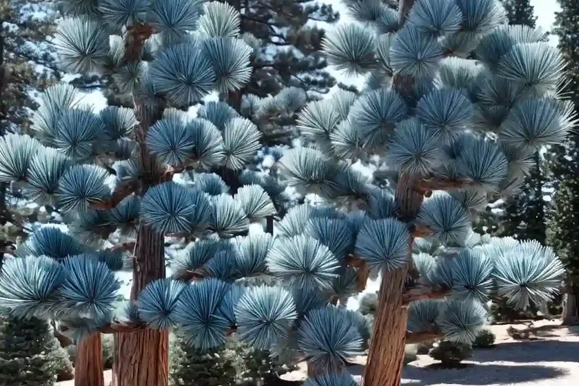 Limber Pine (Pinus Flexilis ‘Cesarini Blue’) — photo 2