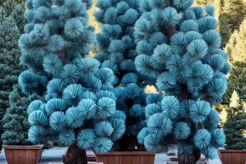 Limber Pine (Pinus Flexilis ‘Cesarini Blue’) — photo 3