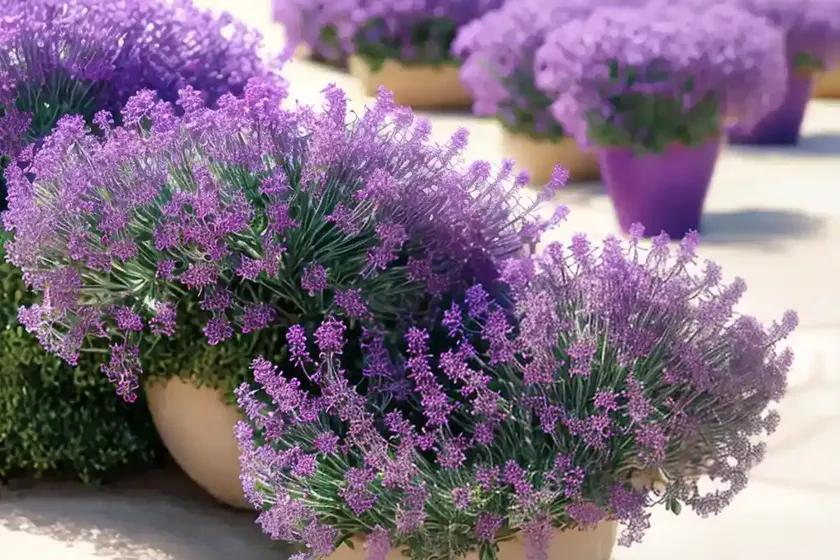 Limonium californicum (california sea lavender) — photo 2