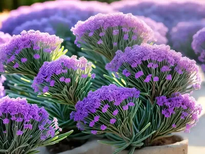 Limonium Californicum (California Sea Lavender)