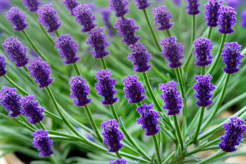 Limonium carolinianum (carolina sea lavender) — photo 2