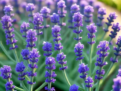 Limonium Carolinianum (Carolina Sea Lavender)