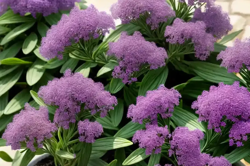 Limonium gmelinii (siberian statice) — photo 2