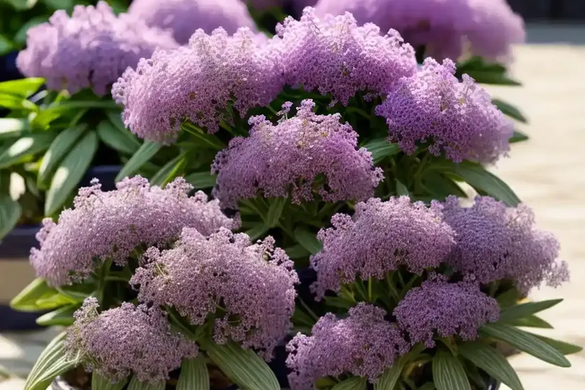 Limonium gmelinii (siberian statice) — photo 3
