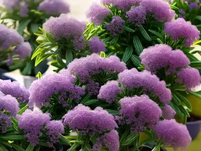 Limonium Gmelinii (Siberian Statice)