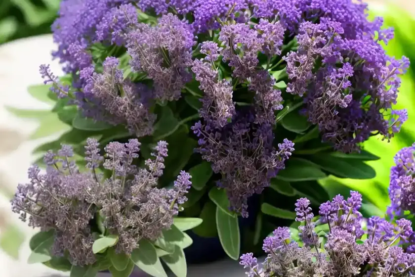 Limonium perezii (sea lavender) — photo 2
