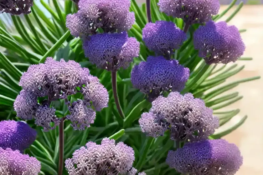 Limonium perezii (sea lavender) — photo 3