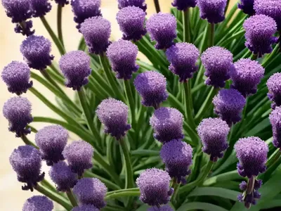 Limonium Perezii (Sea Lavender)