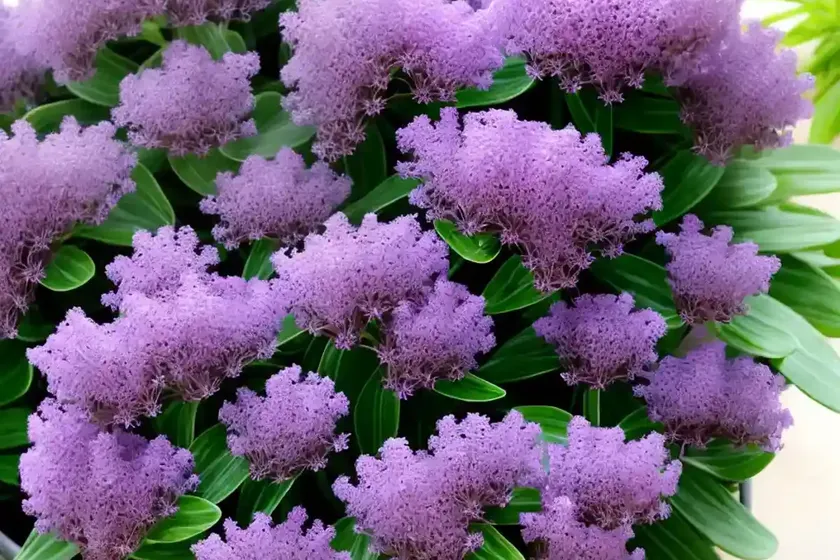 Limonium platyphyllum (sea lavender) — photo 2