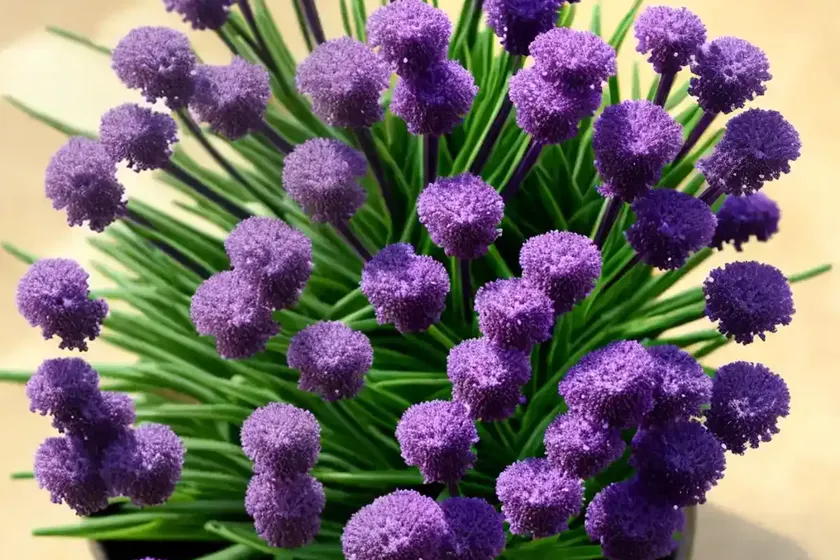 Limonium platyphyllum (sea lavender) — photo 3