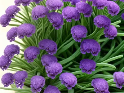 Limonium Platyphyllum (Sea Lavender)