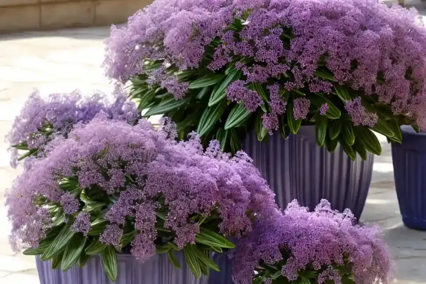 Limonium santapolense (limonium santapolense) — photo 2