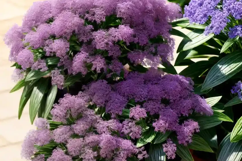Limonium santapolense (limonium santapolense) — photo 3