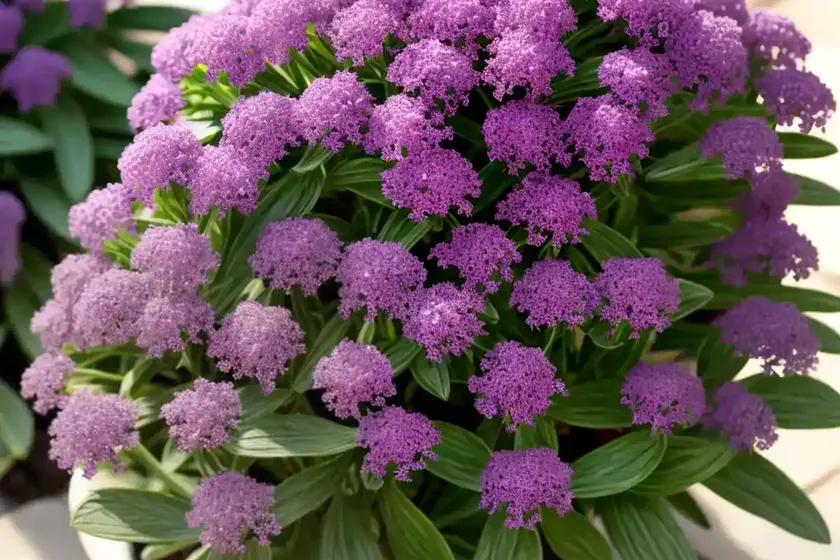 Limonium sinuatum (statice) — photo 2