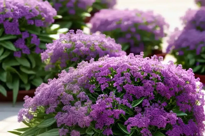 Limonium sinuatum (statice) — photo 3