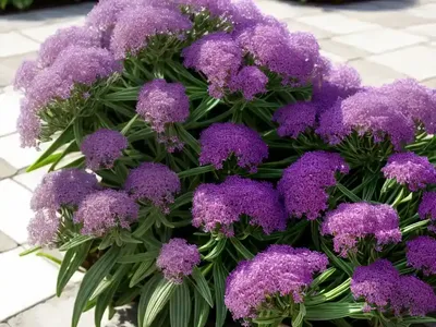 Limonium Sinuatum (Statice)