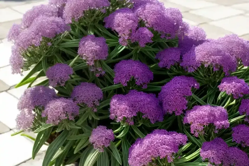 Limonium sinuatum (statice)