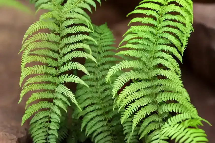 Limpleaf fern (microlepia speluncae) — photo 3
