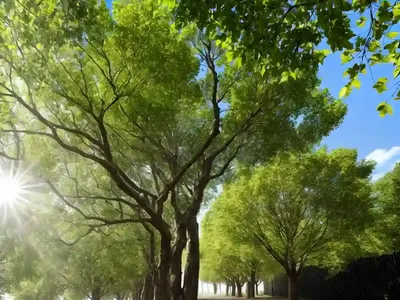 Linden (Tilia Amurensis)
