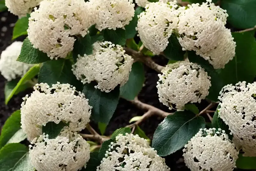 Linden Viburnum (Viburnum Dilatatum ‘Asian Beauty’) — photo 2