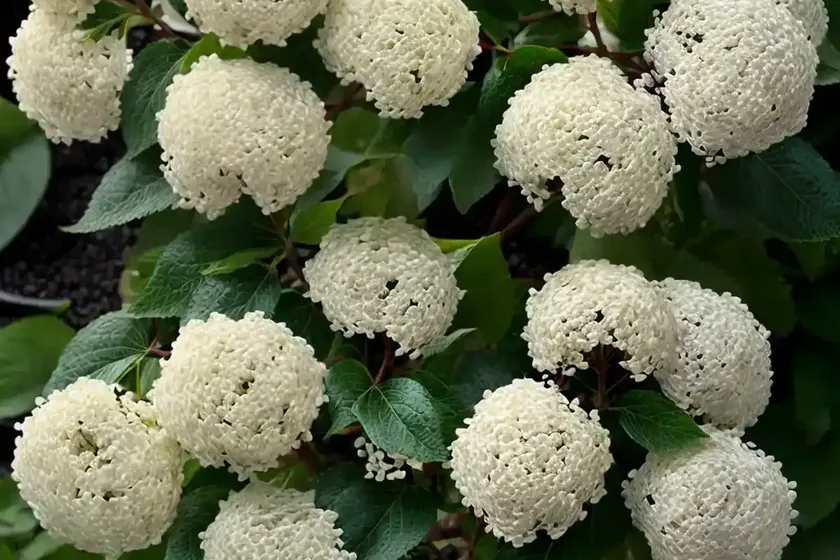 Linden Viburnum (Viburnum Dilatatum ‘Asian Beauty’) — photo 3