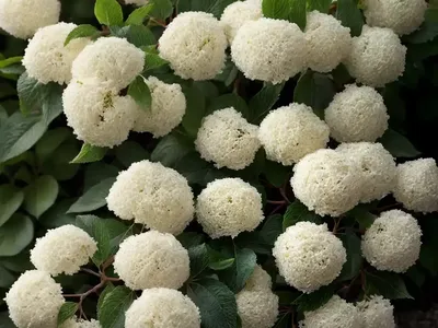 Linden Viburnum (Viburnum Dilatatum ‘Asian Beauty’)