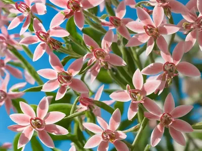 Lindheimer’s Beeblossom (Gaura ‘Florgaure’ GAUDI RED)