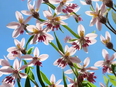 Lindheimer’s Beeblossom (Gaura Lindheimeri)