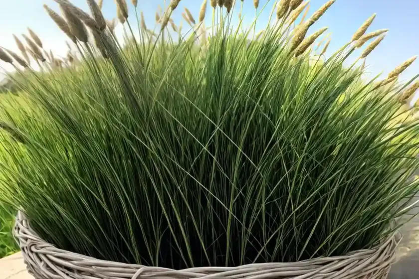 Linen ryegrass (lolium remotum) — photo 2