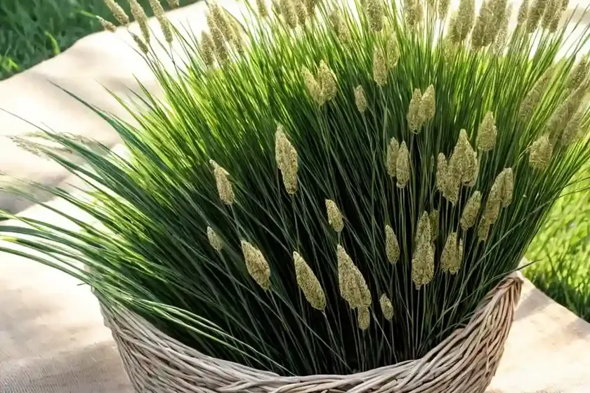 Linen ryegrass (lolium remotum) — photo 3