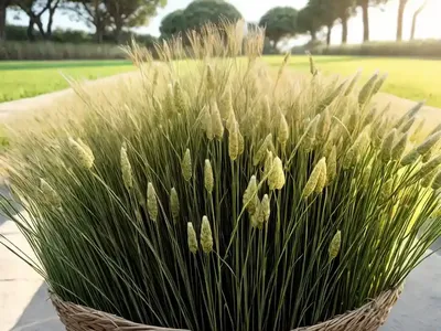 Linen Ryegrass (Lolium Remotum)
