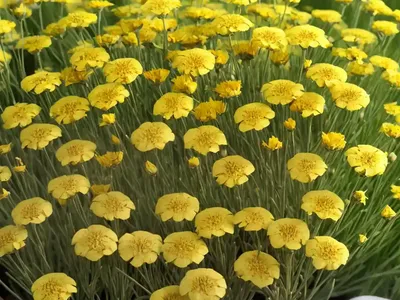 Linum Flavum ‘Compactum’ (Golden Flax)