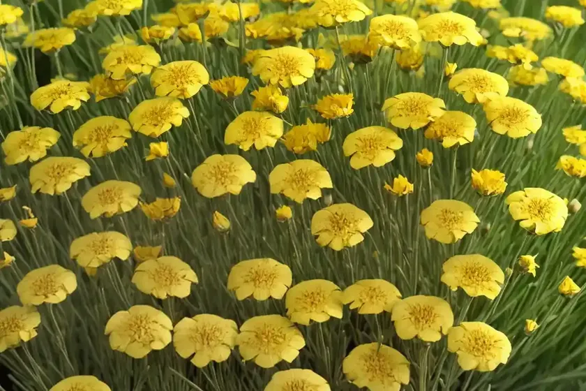 Linum Flavum ‘Compactum’ (Golden Flax)