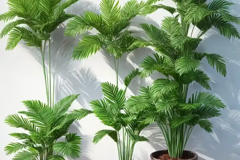 Lipstick palm (cyrtostachys renda) — photo 3