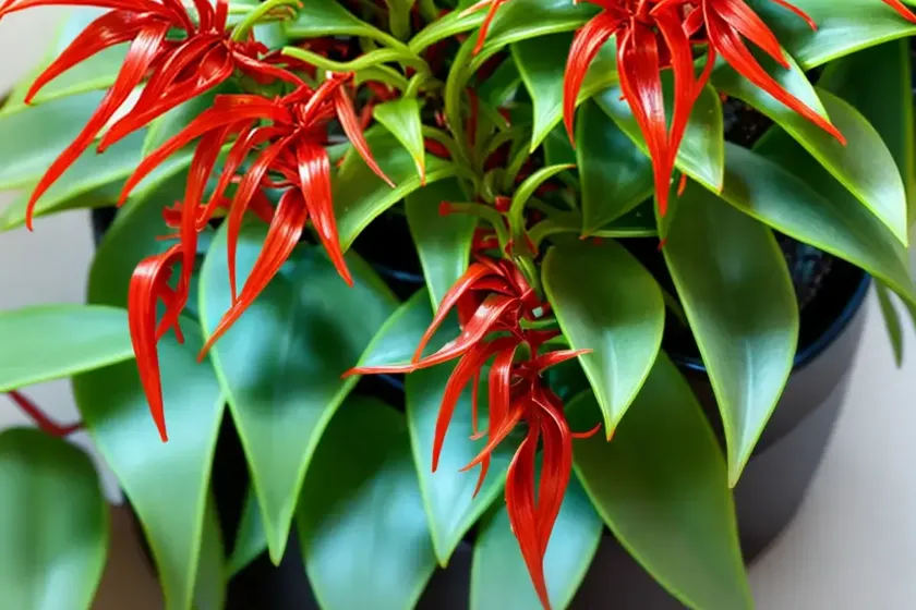 Lipstick plant (aeschynanthus radicans) — photo 2