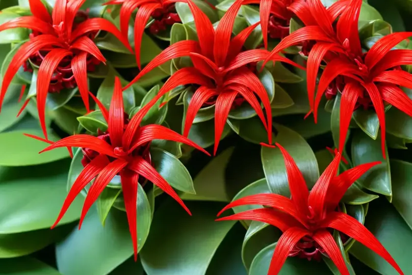 Lipstick plant (aeschynanthus radicans) — photo 3