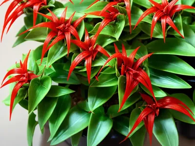 Lipstick Plant (Aeschynanthus Radicans)